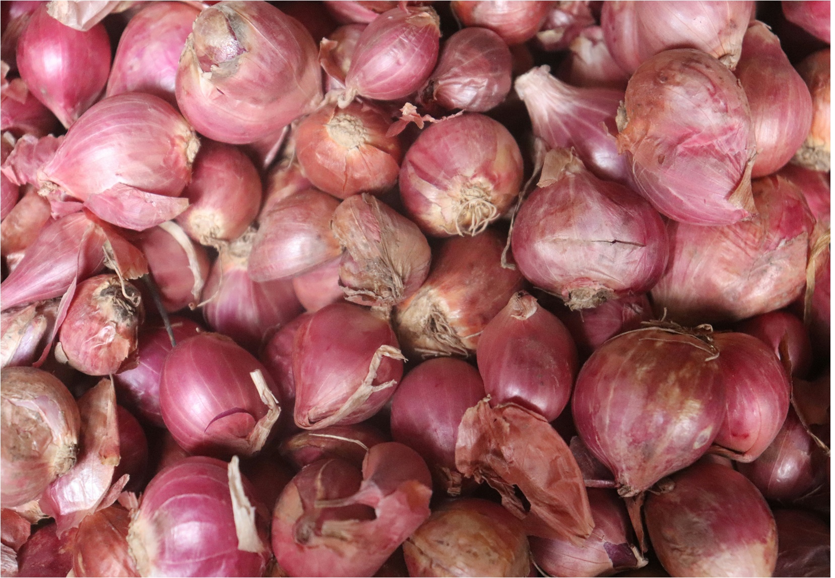 Shallots Cultivation